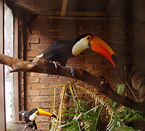 Птицы в фотографиях из путешествий