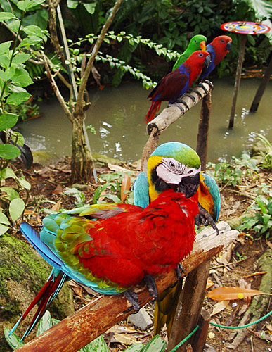 Птицы в фотографиях из путешествий