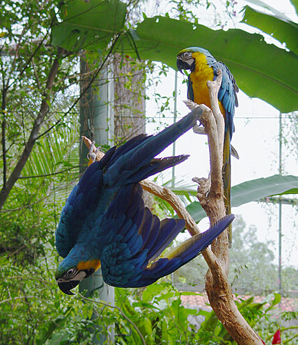 Птицы в фотографиях из путешествий