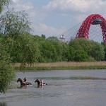 лошади в серебряном бору