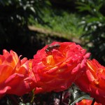 жаба и роза