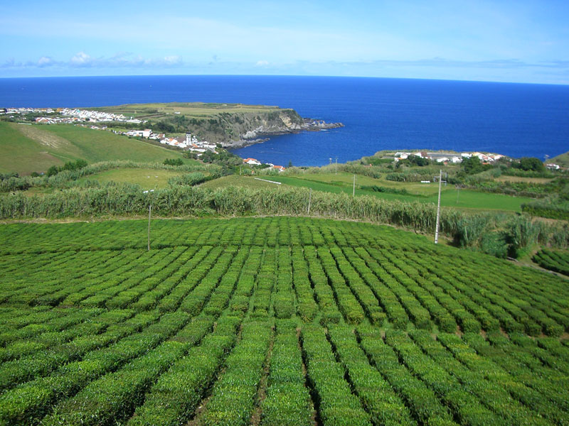 чайные плантации на Азорских островах