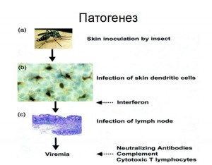 патогенез дихорадки денге