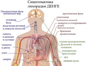 симптоматика лихорадки денге